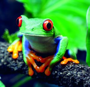 Costa Rica Frosch