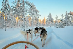 Husky-Hundeschlitten-Winter-Finnland