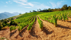 Weinberge_Sardinien