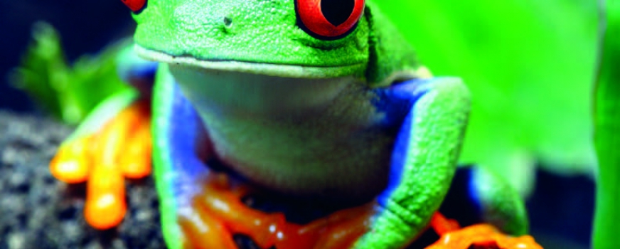 Costa Rica – 17 Tage im Naturparadies – Rundreise und Baden